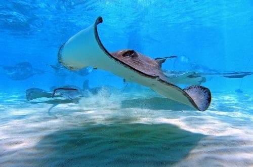 StingRay City Grand Cayman