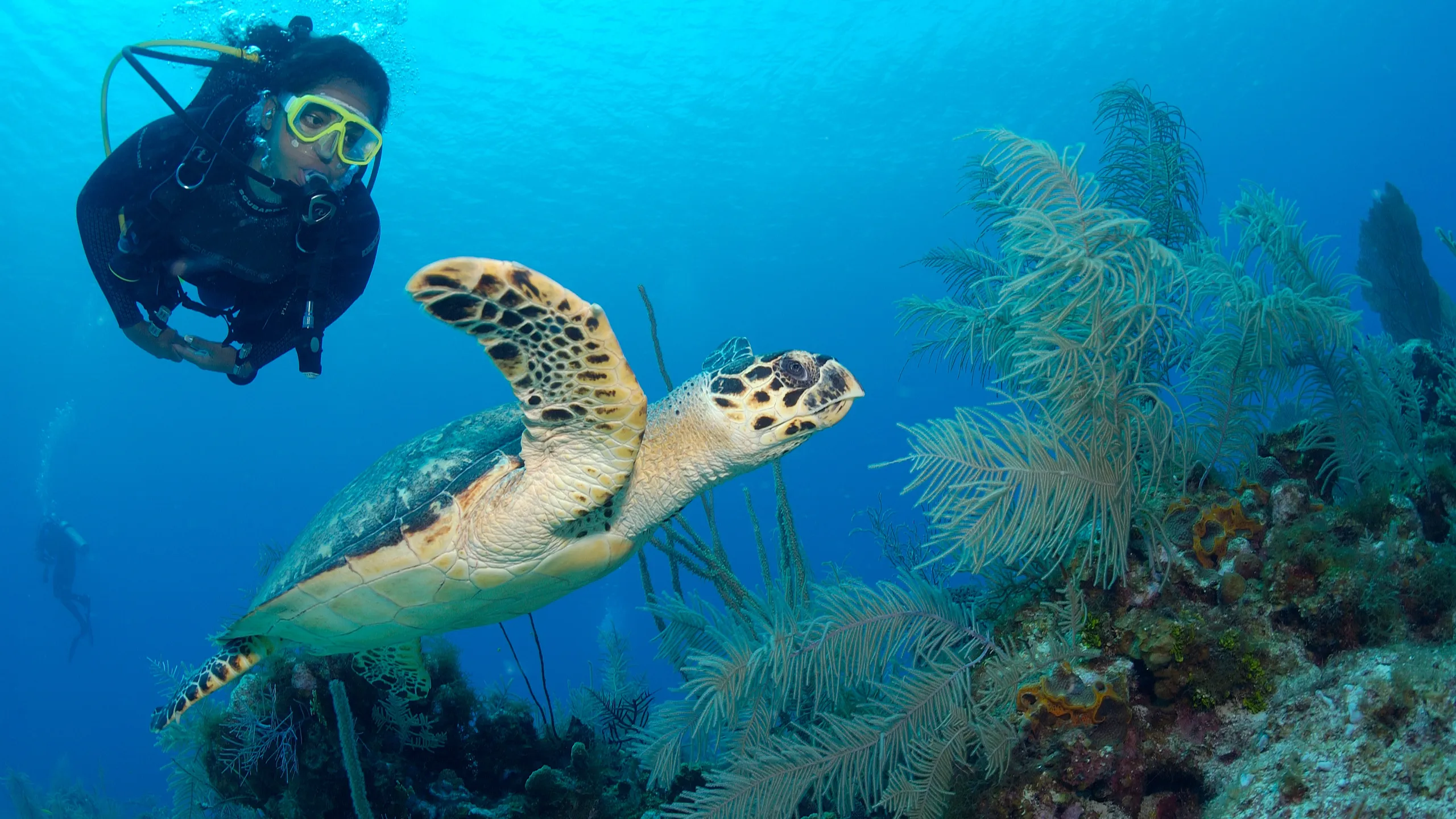 GRAND CAYMAN SCUBA DIVING